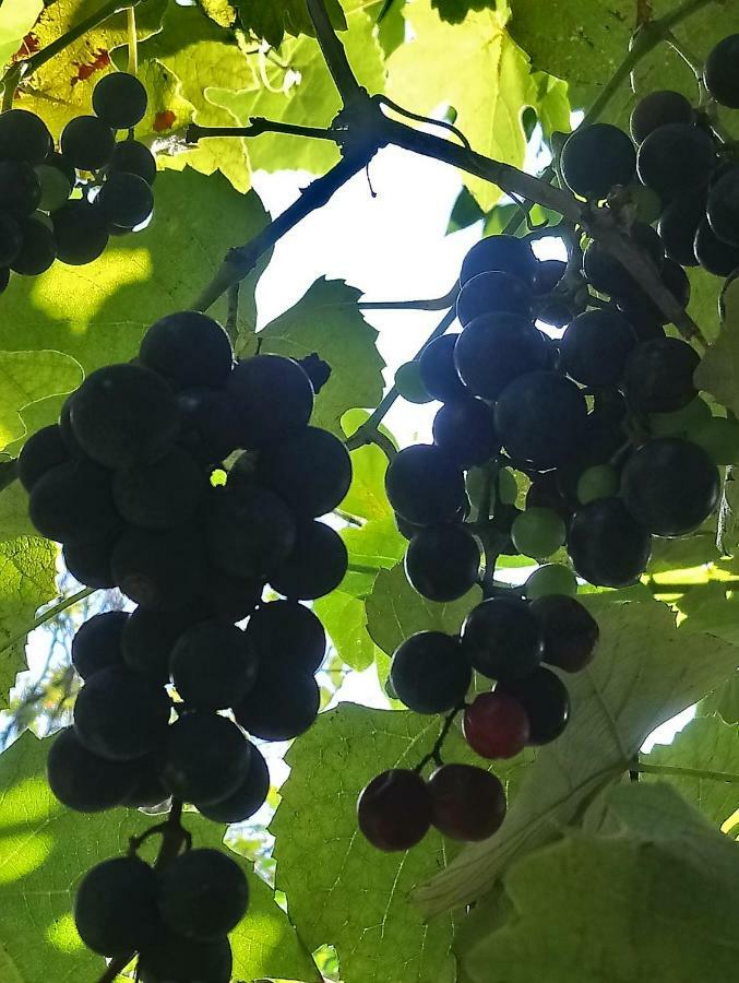 Guest House And Cellar Winery In Ortabatumi Batumi Georgia エクステリア 写真